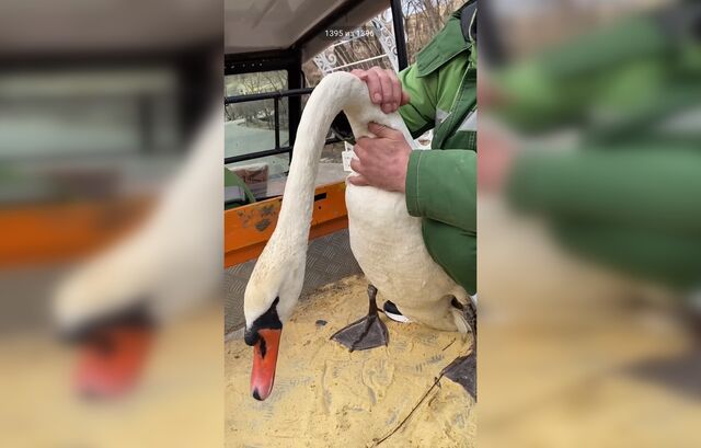 Счастливый финал: спасенный лебедь обрел новую стаю в парке «Лога» - Новости Ростова-на-Дону - последние новости Ростова-на-Дону сегодня на 1rnd.ru, 22.03.2026