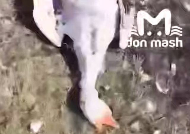 На окраине Донецка нашли мешки с мёртвыми гусями и курами - Новости Ростова-на-Дону - последние новости Ростова-на-Дону сегодня на 1rnd.ru, 22.03.2026