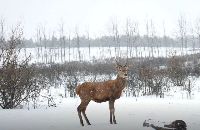С 31 марта охота под запретом: в Ростовской области закрывается сезон - Новости Ростова-на-Дону - последние новости Ростова-на-Дону сегодня на 1rnd.ru, 23.03.2026
