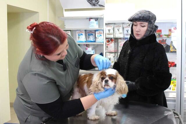 26 марта на Дону пройдет день льготной стерилизации животных-компаньонов - Новости Ростова-на-Дону - последние новости Ростова-на-Дону сегодня на 1rnd.ru, 24.03.2026