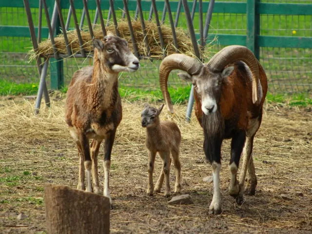 В ростовском зоопарке родился муфлон В ростовском зоопарке родился муфлон - Новости Ростова-на-Дону - последние новости Ростова-на-Дону сегодня на 1rnd.ru, 16.04.2026