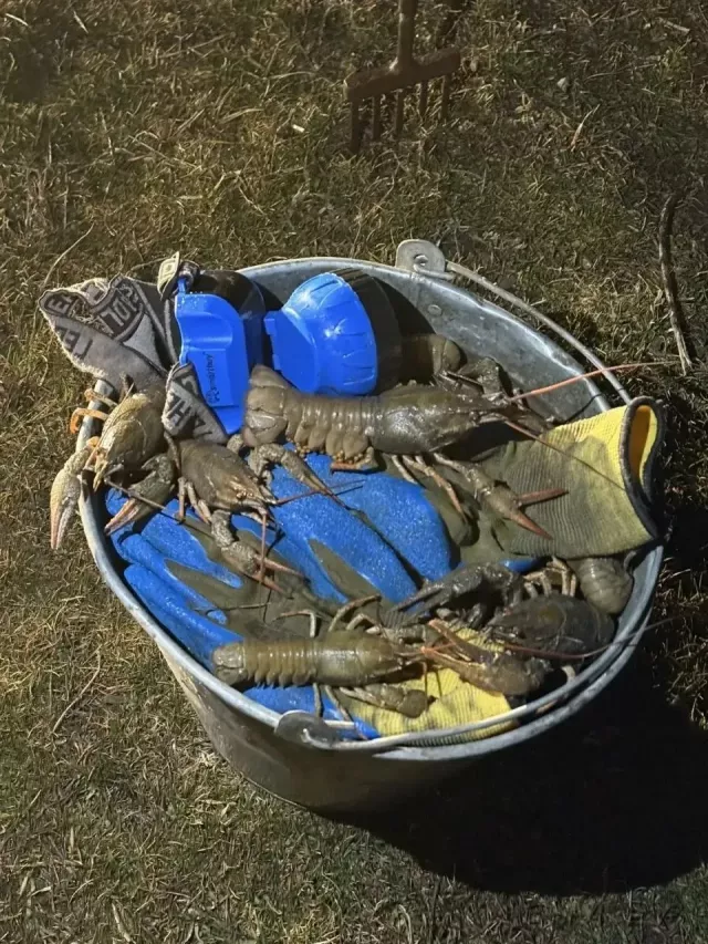 Задержан дончанин, незаконно ловивший раков Задержан дончанин, незаконно ловивший раков - Новости Ростова-на-Дону - последние новости Ростова-на-Дону сегодня на 1rnd.ru, 16.04.2026