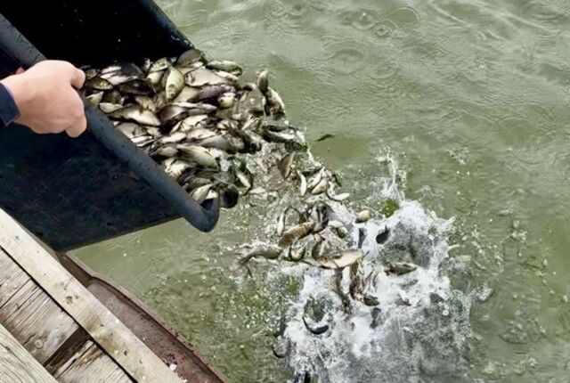 В Дон выпустят более 850 тысяч мальков сазана за 8,5 млн рублей - Новости Ростова-на-Дону - последние новости Ростова-на-Дону сегодня на 1rnd.ru, 16.04.2026