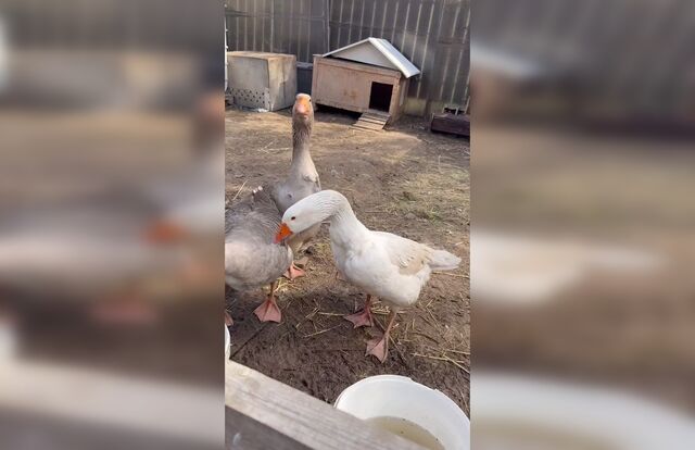 Продолжение истории Гусеньки: гусыню приняли в стаю и она обрела спокойствие - Новости Ростова-на-Дону - последние новости Ростова-на-Дону сегодня на 1rnd.ru, 16.04.2026