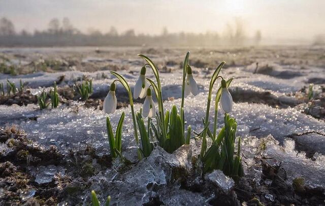 Весенний удар: в Ростовской области прогнозируют ночные заморозки до -3°C - Новости Ростова-на-Дону - последние новости Ростова-на-Дону сегодня на 1rnd.ru, 17.04.2026