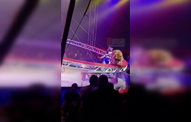 Тигр выпрыгнул к зрителям на гастролях цирка в Ростове - Новости Ростова-на-Дону - последние новости Ростова-на-Дону сегодня на 1rnd.ru, 19.04.2026