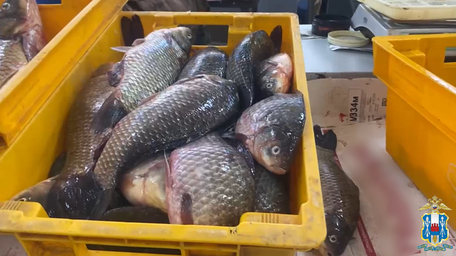 В Новочеркасске изъято более 260 кг немаркированной рыбной продукции и 6 кг деликатесной икры - Новости Ростова-на-Дону - последние новости Ростова-на-Дону сегодня на 1rnd.ru, 24.04.2026