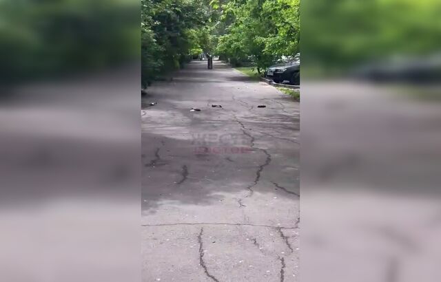 В Ростове на улице Ларина массово гибнут голуби — птицы падают замертво на тротуары - Новости Ростова-на-Дону - последние новости Ростова-на-Дону сегодня на 1rnd.ru, 15.05.2026