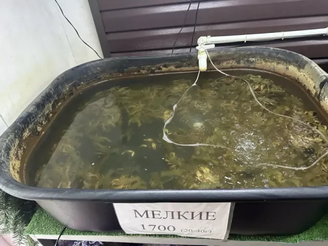 В Новочеркасске выявлена незаконная продажа раков и рыбы на сумму около трёх миллионов рублей - Новости Ростова-на-Дону - последние новости Ростова-на-Дону сегодня на 1rnd.ru, 30.05.2026