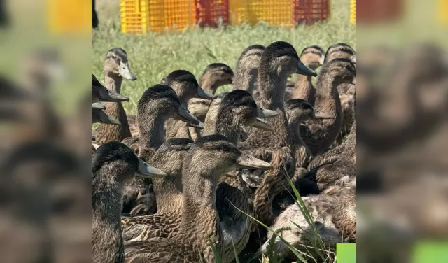 Более 1,4 тысячи крякв обрели новый дом на Веселовском водохранилище Более 1,4 тысячи крякв обрели новый дом на Веселовском водохранилище - Новости Ростова-на-Дону - последние новости Ростова-на-Дону сегодня на 1rnd.ru, 16.06.2026