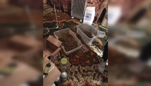 Домашняя плантация наркотиков обнаружена у жителя Таганрога - Новости Ростова-на-Дону - последние новости Ростова-на-Дону сегодня на 1rnd.ru, 20.06.2026