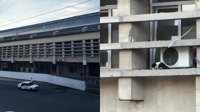 Без еды и воды: в Ростове спасли кошку, застрявшую на подоконнике здания - Новости Ростова-на-Дону - последние новости Ростова-на-Дону сегодня на 1rnd.ru, 24.06.2026