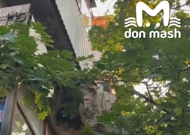 Бастрыкину представят доклад по делу о смерти 12-летнего мальчика в Ростове - Новости Ростова-на-Дону - последние новости Ростова-на-Дону сегодня на 1rnd.ru, 08.07.2026