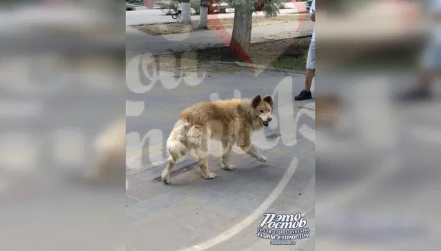 В Ростове объявлен новый тендер на содержание бездомных собак — почти 5 млн рублей - Новости Ростова-на-Дону - последние новости Ростова-на-Дону сегодня на 1rnd.ru, 18.07.2026