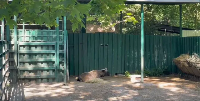 В ростовском зоопарке — сезон новоселий: редкий такин получил собственный вольер - Новости Ростова-на-Дону - последние новости Ростова-на-Дону сегодня на 1rnd.ru, 25.07.2026