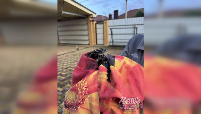 В Ростове спасли раненого птенца сойки, пострадавшего во время урагана - Новости Ростова-на-Дону - последние новости Ростова-на-Дону сегодня на 1rnd.ru, 27.07.2026