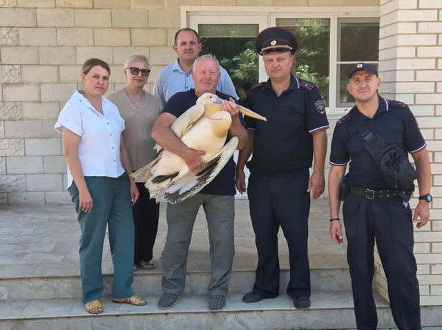 В ростовском зоопарке спасают раненого розового пеликана - Новости Ростова-на-Дону - последние новости Ростова-на-Дону сегодня на 1rnd.ru, 26.08.2026