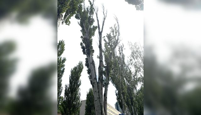 Аварийные тополя на Набережной Ростова заменят молодыми дубами - Новости Ростова-на-Дону - последние новости Ростова-на-Дону сегодня на 1rnd.ru, 27.08.2026