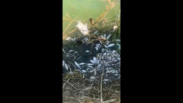 В хуторе под Ростовом зафиксировали мор рыбы из-за аномальной жары - Новости Ростова-на-Дону - последние новости Ростова-на-Дону сегодня на 1rnd.ru, 01.09.2026