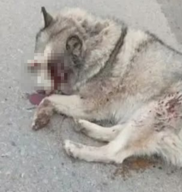 Хаски из Шахт лишился зрения после ДТП: волонтёры борются за жизнь собаки Хаски из Шахт лишился зрения после ДТП: волонтёры борются за жизнь собаки - Новости Ростова-на-Дону - последние новости Ростова-на-Дону сегодня на 1rnd.ru, 19.09.2026
