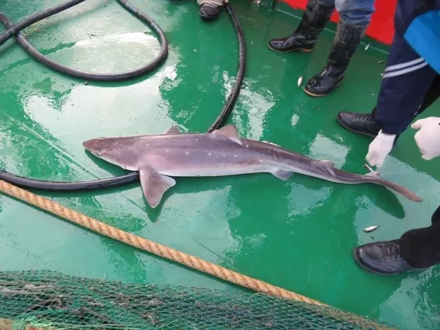 В Азовском море появились акулы - Новости Ростова-на-Дону - последние новости Ростова-на-Дону сегодня на 1rnd.ru, 22.09.2026
