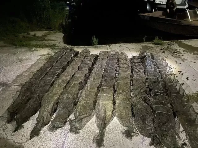 Браконьер со 100 раками попался сальским транспортным полицейским - Новости Ростова-на-Дону - последние новости Ростова-на-Дону сегодня на 1rnd.ru, 26.10.2026