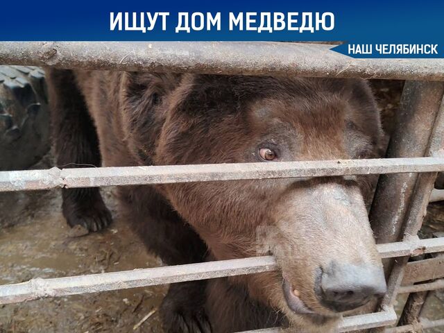 Южноуральцы ищут новый дом для медведя Степана Южноуральцы ищут новый дом для медведя Степана - Наш Челябинск, 04.04.2026