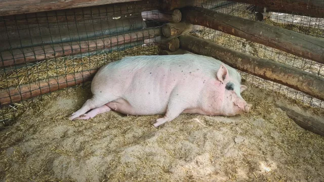 Уже второй за неделю очаг чумы свиней выявили в Семикаракорском районе - RostovGazeta, 22.02.2024