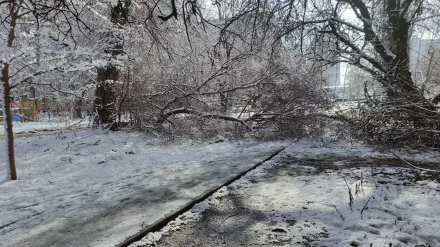 Упавшее дерево на Западном в Ростове преградило людям путь на остановку - RostovGazeta, 05.02.2025