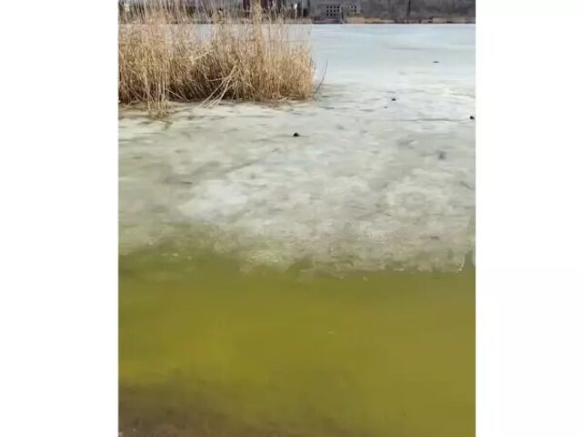 Вербенское водохранилище в Красном Сулине окрасилось в ядовито-зеленый цвет - Новости Ростова|DonDay, 10.03.2026