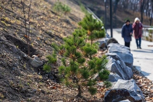В парке на Ватутина во Владивостоке высадили больше 1200 растений В парке на Ватутина во Владивостоке высадили больше 1200 растений - PrimaMedia.ru | Новости Приморского края, 07.11.2025