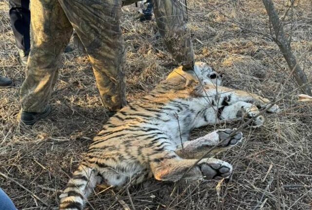 Амурского тигра с огнестрельным ранением обнаружили в Приморье - Vladnews.ru - Новости Владивосток и Дальнего Востока, 07.01.2025