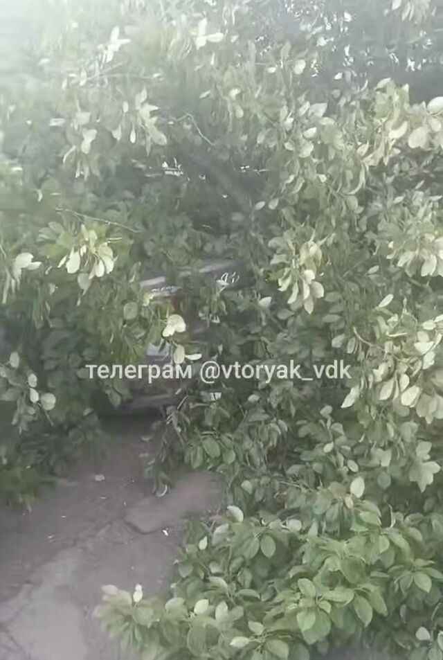 Во Владивостоке дерево рухнуло на припаркованные во дворе автомобили - Vladnews.ru - Новости Владивосток и Дальнего Востока, 24.05.2025