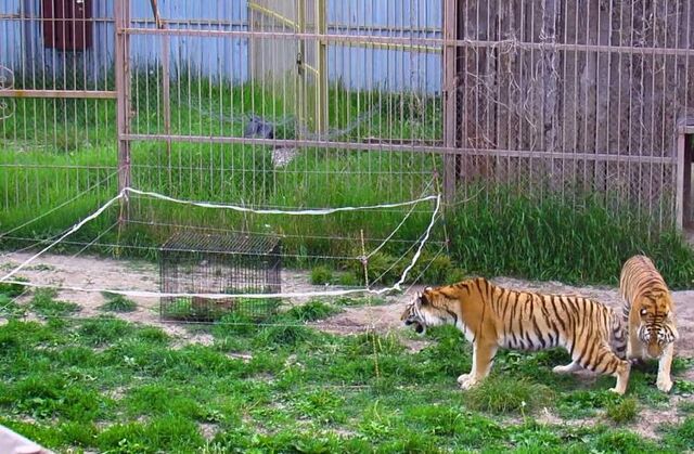 Домашний скот в Приморье от тигров спасет электроизгородь - Vladnews.ru - Новости Владивосток и Дальнего Востока, 13.06.2025