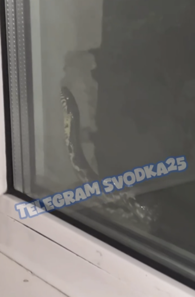 Змея пыталась заползти в детскую больницу во Владивостоке - Vladnews.ru - Новости Владивосток и Дальнего Востока, 08.07.2025