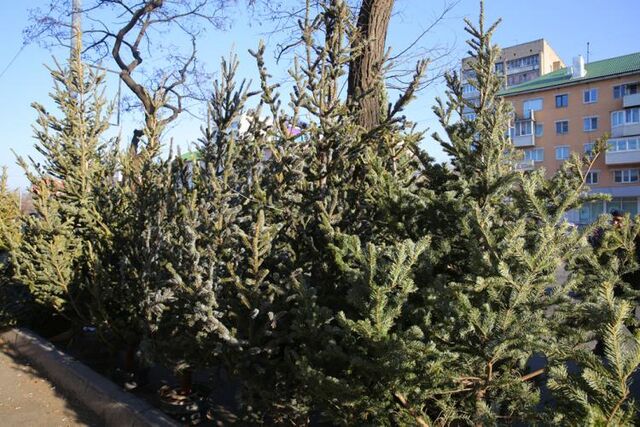 Бизнесу предлагают занять места для продажи новогодних елок во Владивостоке - Vladnews.ru - Новости Владивосток и Дальнего Востока, 16.09.2025