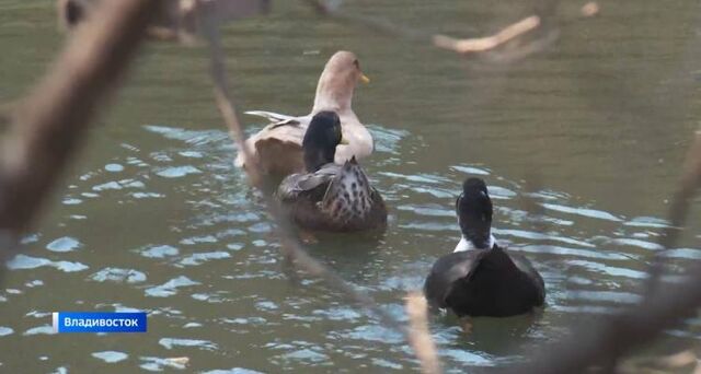 Осенний рекорд: утки остаются в городе дольше обычного - Vladnews.ru - Новости Владивосток и Дальнего Востока, 30.10.2025