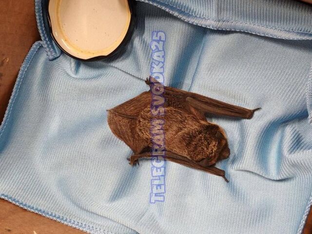 Летучие мыши «постучались» в квартиры владивостокцев - Vladnews.ru - Новости Владивосток и Дальнего Востока, 31.10.2025