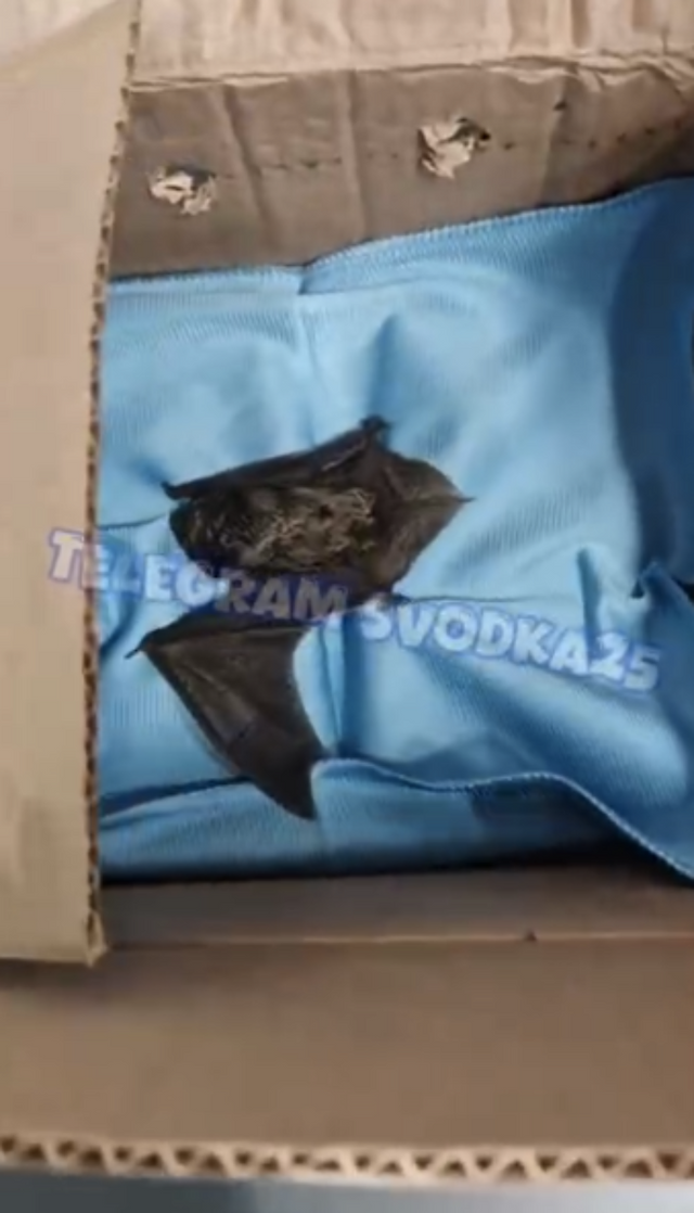 Летучая мышь залетела домой к владивостокцам Летучая мышь залетела домой к владивостокцам - Vladnews.ru - Новости Владивосток и Дальнего Востока, 01.11.2025