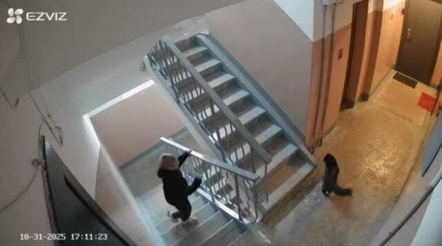 Во Владивостоке несовершеннолетний жестоко избил кота в подъезде - Vladnews.ru - Новости Владивосток и Дальнего Востока, 01.11.2025