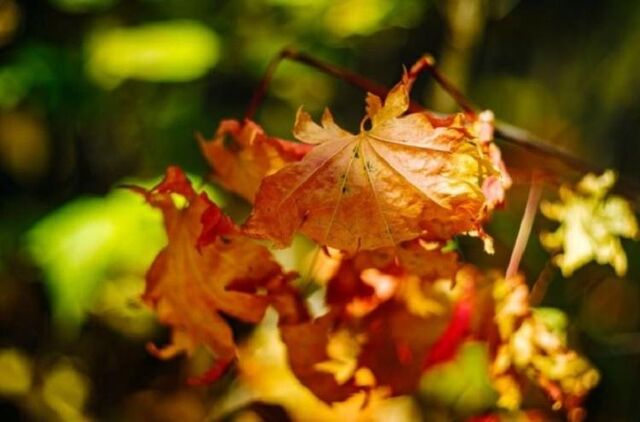 Ноябрь 2025 ожидается в Приморье теплее обычного - Vladnews.ru - Новости Владивосток и Дальнего Востока, 01.11.2025