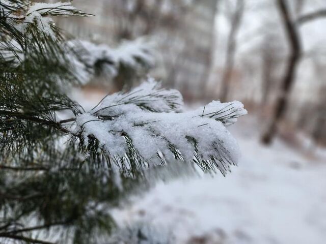 Синоптики рассказали, когда в Приморье придет зима Синоптики рассказали, когда в Приморье придет зима - Vladnews.ru - Новости Владивосток и Дальнего Востока, 07.11.2025