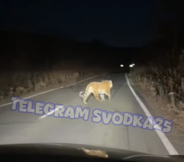 Проводил до дома: в Приморье тигр шел перед машиной Проводил до дома: в Приморье тигр шел перед машиной - Vladnews.ru - Новости Владивосток и Дальнего Востока, 08.11.2025