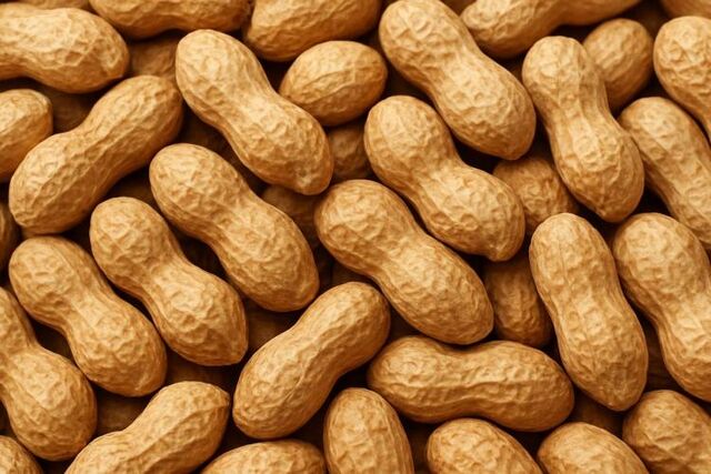 Арахис как защита мозга у пожилых Арахис как защита мозга у пожилых - Vladnews.ru - Новости Владивосток и Дальнего Востока, 10.11.2025