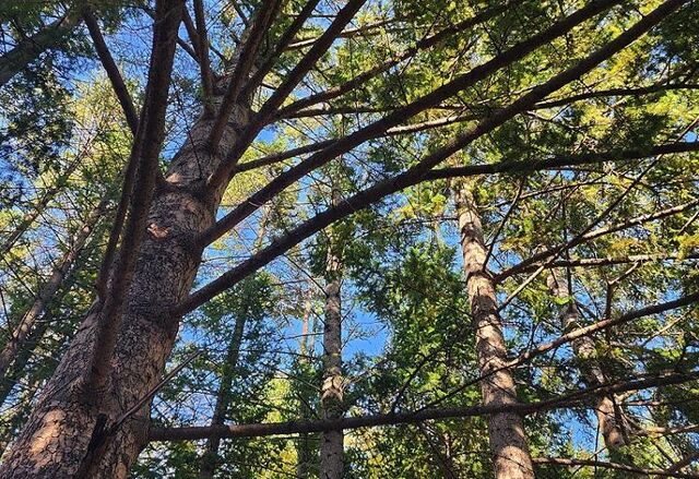 «Зелёные щиты» появятся вокруг городов Приморья - Vladnews.ru - Новости Владивосток и Дальнего Востока, 11.11.2025