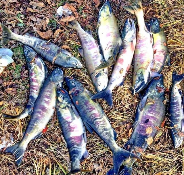 Браконьерская рыбалка на «Земле леопарда» привела к ответственности - Vladnews.ru - Новости Владивосток и Дальнего Востока, 11.11.2025