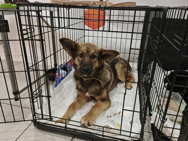 Амурчане активно пользуются льготной стерилизацией питомцев - Vladnews.ru - Новости Владивосток и Дальнего Востока, 12.11.2025