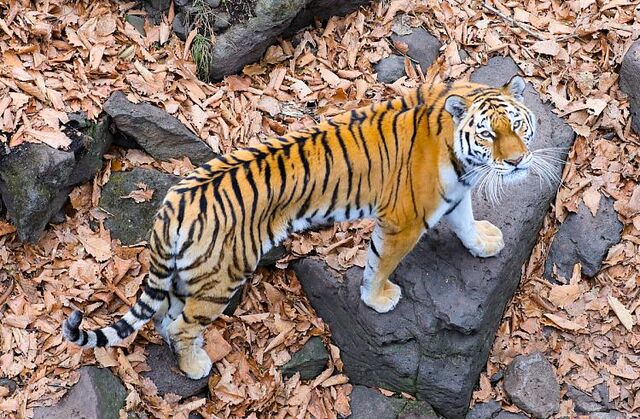 Амурские тигры отправятся в Казахстан для восстановления популяции - Vladnews.ru - Новости Владивосток и Дальнего Востока, 13.11.2025