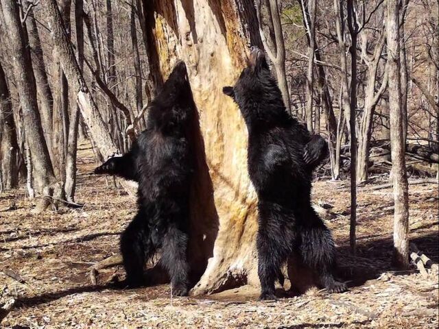 Медвежий танец у 200-летней пихты исполнили приморские косолапые - Vladnews.ru - Новости Владивосток и Дальнего Востока, 13.11.2025