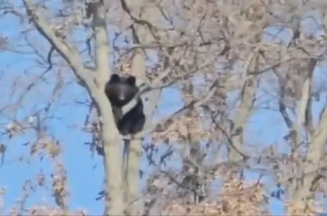 В Приморье гималайский медведь облюбовал дерево на территории стройки В Приморье гималайский медведь облюбовал дерево на территории стройки - Vladnews.ru - Новости Владивосток и Дальнего Востока, 15.11.2025